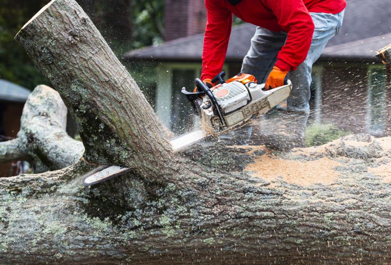 Commercial Property Tree Clearing