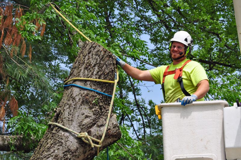 Safety Gear for Tree Removal