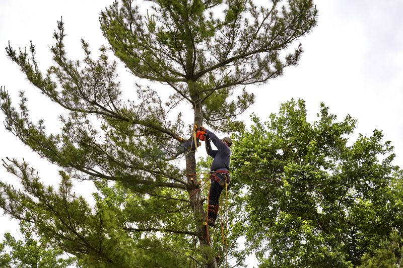 Safe Tree Cutting