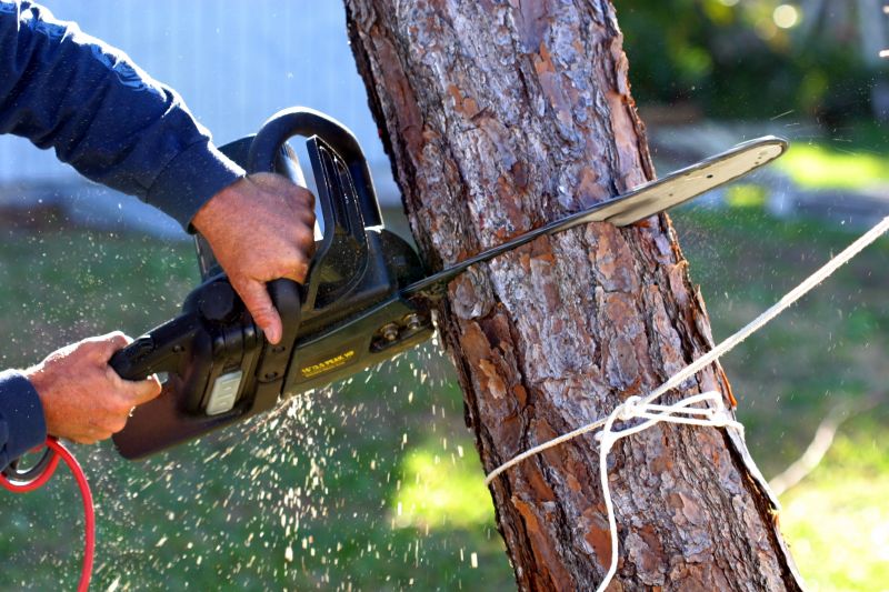 Tree Care Professionals at Work