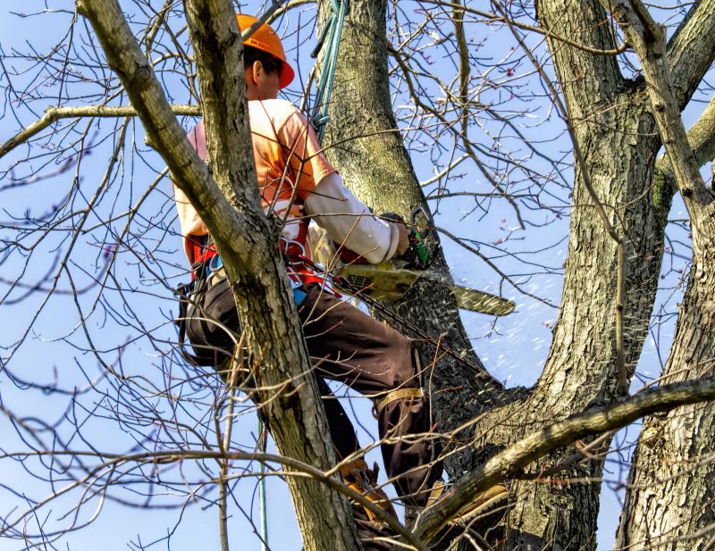 Increase Your Tree Removal Business with an AI Driven, Targeted Website