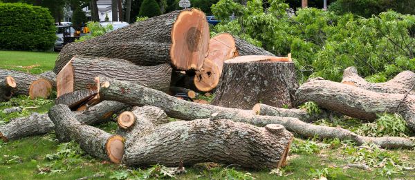 Large Tree Removal in Fort Wayne