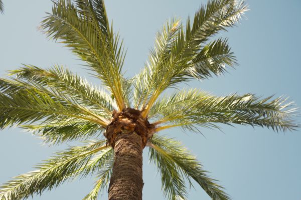 Palm Tree Removal in Fort Wayne
