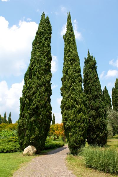 Cypress Tree Removal in Fort Wayne