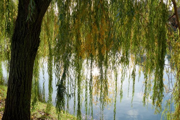 Willow Tree Removal in Fort Wayne