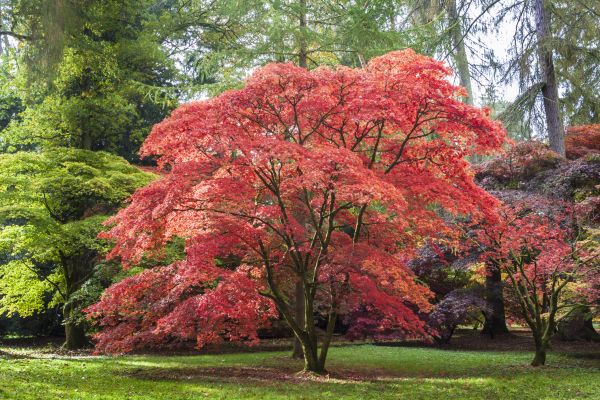 Maple Tree Removal in Fort Wayne