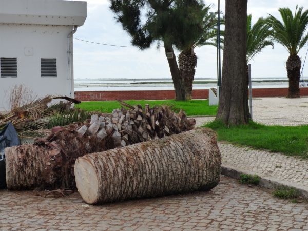Palm Trees Removal in Fort Wayne