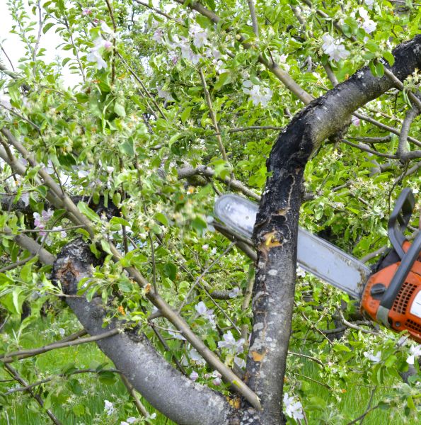 Cost of Apple Tree Removal in Fort Wayne